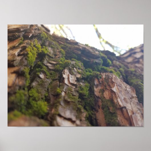 Moss on Bark Poster (Voorkant)