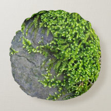 Moss on stone (Entodon seductrix)