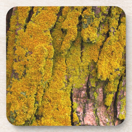 Moss on Tree Bark Onderzetter (Voorkant)