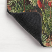  Moss-Planten van Ernst Haeckel, Muscinae Muismat (Hoek)