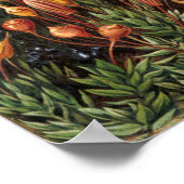  Moss-Planten van Ernst Haeckel, Muscinae Poster (Hoek)