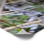 Moss Sporophyts Poster (Hoek)