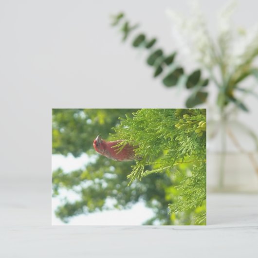 Moss to Crown briefkaart - Red Finch (Staand voorkant)
