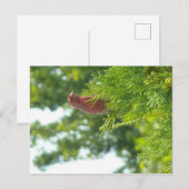 Moss to Crown briefkaart - Red Finch (Voorkant / Achterkant)