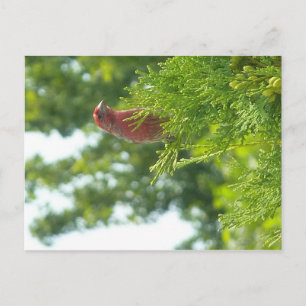 Moss to Crown briefkaart - Red Finch