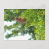 Moss to Crown briefkaart - Red Finch (Voorkant)