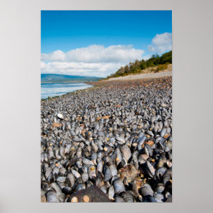 Mosselen langs de kustlijn in Patagonië, Argentini Poster