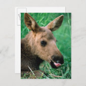 Mossen, Alces alces, kalf dat in gras ligt, Kenai Briefkaart (Voorkant / Achterkant)