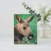 Mossen, Alces alces, kalf dat in gras ligt, Kenai Briefkaart (Staand voorkant)