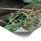 Mossen, Alces alces, kalf dat in gras ligt, Kenai Poster (Hoek)