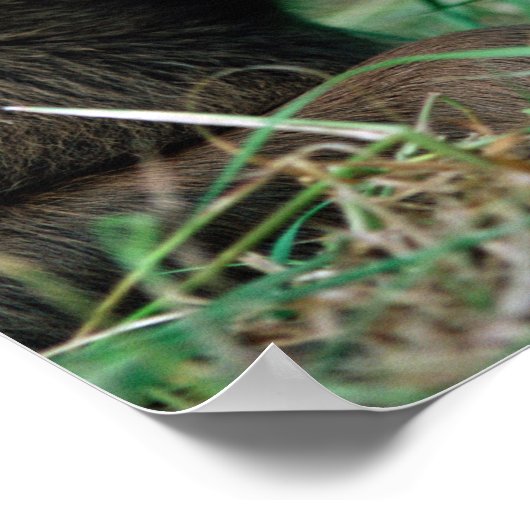 Mossen, Alces alces, kalf dat in gras ligt, Kenai Poster (Hoek)