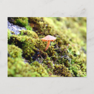 Mossen en Lichens met een kleine paddenstoel Briefkaart