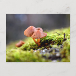 Mossen en Lichens met een kleine paddenstoel Briefkaart