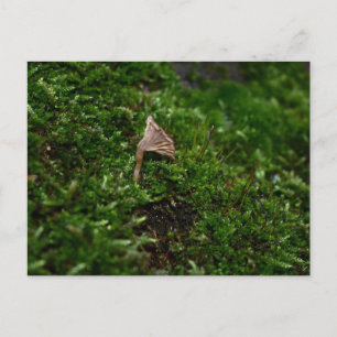 Mossen en Lichens met een kleine paddenstoel Briefkaart