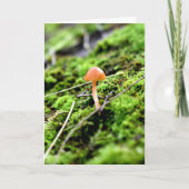 Mossen en Lichens met een kleine paddenstoel Kaart (Voorkant)