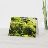 Mossen en lichens met kleine paddenstoelen kaart (Voorkant)