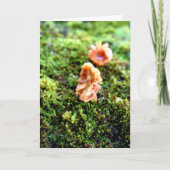 Mossen en lichens met kleine paddenstoelen kaart (Voorkant)