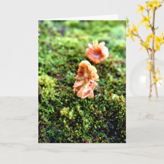Mossen en lichens met kleine paddenstoelen kaart (Gele Bloem)