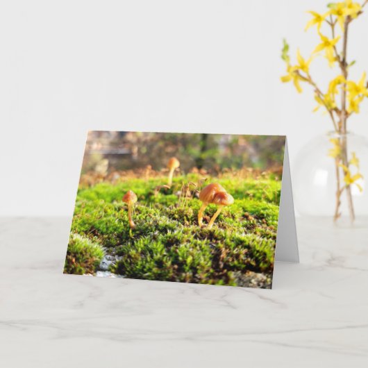 Mossen en lichens met kleine paddenstoelen kaart (Gele Bloem)