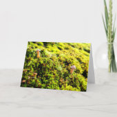 Mossen en lichens met kleine paddenstoelen kaart (Voorkant)