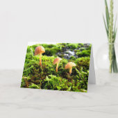 Mossen en lichens met kleine paddenstoelen kaart (Voorkant)