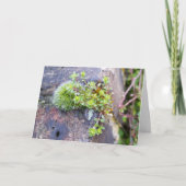 Mossen met piepkleine bloemen, lentesontzoening kaart (Voorkant)