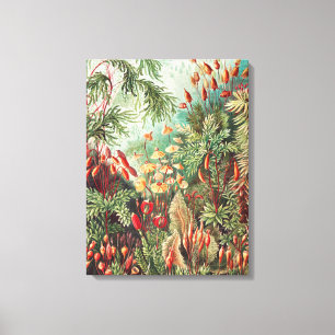Mossen, Muscinae Laubmoose door Ernst Haeckel Canvas Afdruk