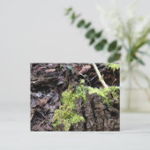 Mosses, Briefkaart van de Lente (Staand voorkant)