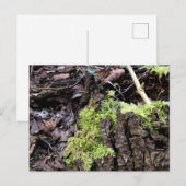 Mosses, Briefkaart van de Lente (Voorkant / Achterkant)