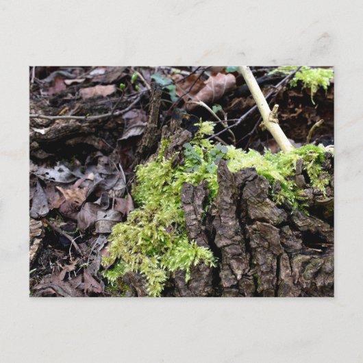 Mosses, Briefkaart van de Lente (Voorkant)