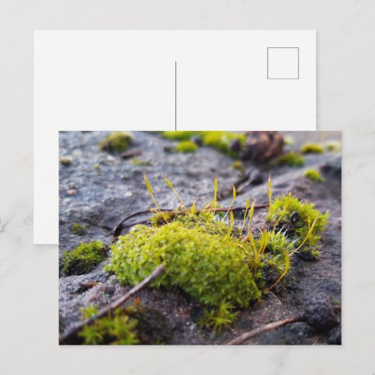 Mosses, Briefkaart van de Lente (Voorkant / Achterkant)