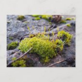 Mosses, Briefkaart van de Lente (Voorkant)