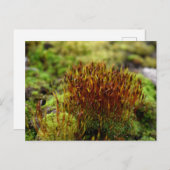 Mosses, Lentesontzoening Briefkaart (Voorkant / Achterkant)