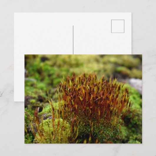 Mosses, Lentesontzoening Briefkaart (Voorkant / Achterkant)