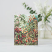 Mosses, Muscinae Laubmoose door Ernst Haeckel Briefkaart (Staand voorkant)