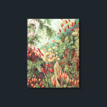 Mosses, Muscinae Laubmoose door Ernst Haeckel Canvas Afdruk<br><div class="desc">Mosses,  Muscinae Laubmoose van Ernst Haeckel Canvas Print</div>