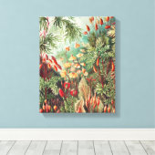 Mosses, Muscinae Laubmoose door Ernst Haeckel Canvas Afdruk (Insitu (Houten vloer))