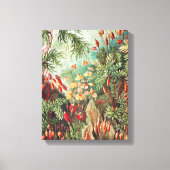 Mosses, Muscinae Laubmoose door Ernst Haeckel Canvas Afdruk (Voorkant)