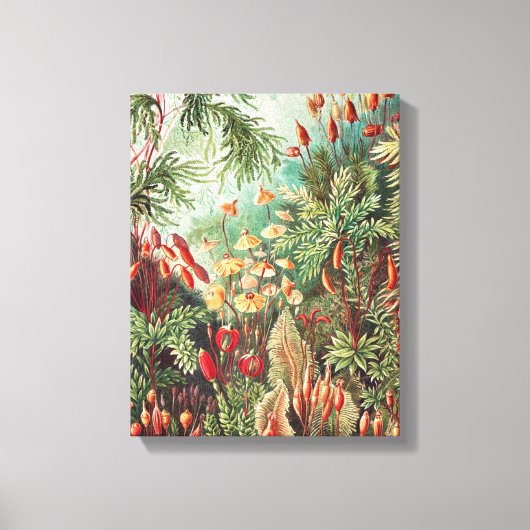 Mosses, Muscinae Laubmoose door Ernst Haeckel Canvas Afdruk (Voorkant)