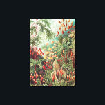 Mosses, Muscinae Laubmoose door Ernst Haeckel Canvas Afdruk<br><div class="desc">Mosses,  Muscinae Laubmoose van Ernst Haeckel Canvas Print</div>