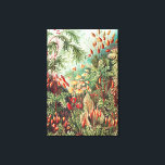 Mosses, Muscinae Laubmoose door Ernst Haeckel Canvas Afdruk<br><div class="desc">Mosses,  Muscinae Laubmoose van Ernst Haeckel Canvas Print</div>