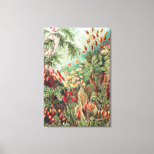 Mosses, Muscinae Laubmoose door Ernst Haeckel Canvas Afdruk