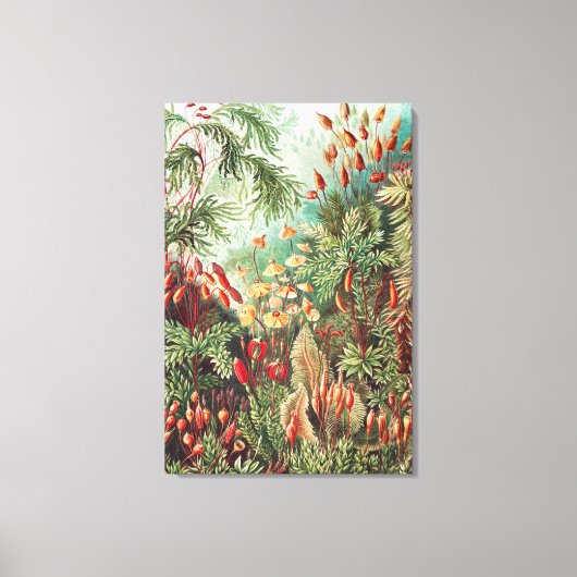 Mosses, Muscinae Laubmoose door Ernst Haeckel Canvas Afdruk (Voorkant)