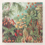Mosses, Muscinae Laubmoose door Ernst Haeckel Glazen Onderzetter<br><div class="desc">Muscinae Laubmoose door Ernst Haeckel  Planten Beverage Drink Glass Onderzetter</div>