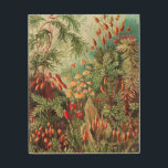 Mosses, Muscinae Laubmoose door Ernst Haeckel Hout Afdruk<br><div class="desc">Mosses,  Muscinae Laubmoose van Ernst Haeckel Wood Wall Art</div>