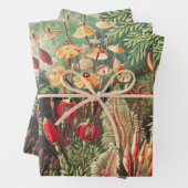 Mosses, Muscinae Laubmoose door Ernst Haeckel Inpakpapier Vel (In situ)