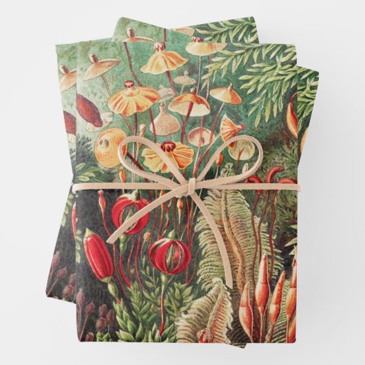 Mosses, Muscinae Laubmoose door Ernst Haeckel Inpakpapier Vel (In situ)