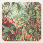 Mosses, Muscinae Laubmoose door Ernst Haeckel Kartonnen Onderzetters<br><div class="desc">Muscinae Laubmoose van Ernst Haeckel  Plant Paper Onderzetter</div>