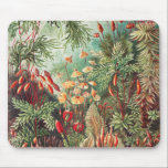 Mosses, Muscinae Laubmoose door Ernst Haeckel Muismat<br><div class="desc">Muscinae Laubmoose door Ernst Haeckel  Planten Muismat</div>