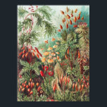 Mosses, Muscinae Laubmoose door Ernst Haeckel Poster<br><div class="desc">Muscinae Laubmoose door Ernst Haeckel  Plant Poster</div>